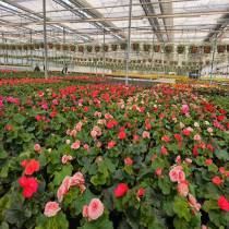 10.03.2026r. uczniowie klasy o profilu biologiczno-chemicznym odwiedzili gospodarstwo ogrodnicze Flora in Vitro w Dębowcu